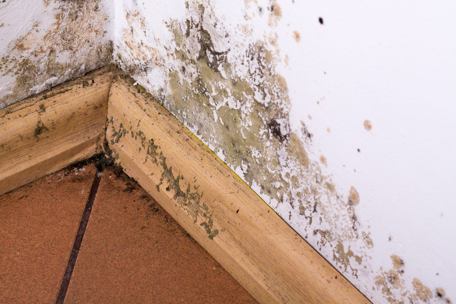 Mold: Aftermath of a Natural Disaster | Mold Testing in Houston, Texas